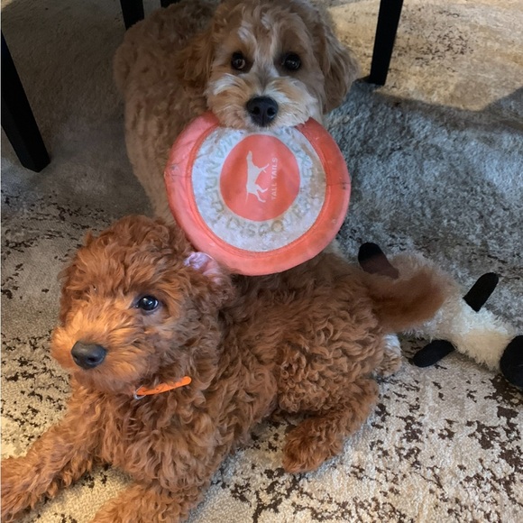 Meet your Posher, Ameeta - Picture 4 of 6